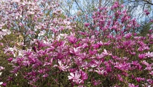 Aby pobudzić magnolię do kwitnienia, należy zadbać o odpowiednie nawożenie i ściółkowanie. Kwiatów będzie co nie miara./Deccoria.pl