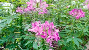 Kleome ciernista to jednoroczna roślina o długim okresie kwitnienia. Sprawdź, jak ją uprawiać.