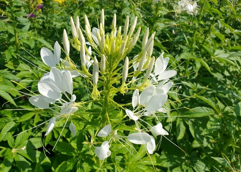 Kleome ciernista nazywana jest także pajęczym kwiatem