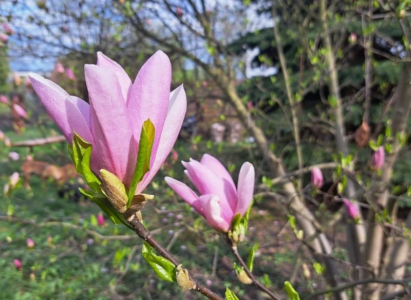 Jeśli magnolia słabo kwitnie, prawdopodobnie brakuje jej składników odżywczych