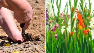 Mieczyki sadzimy  od kwietnia do czerwca, trzeba jednak pamiętać o kilku ważnych zasadach. Fot. Anastasiya Valasenka/Moskvich1977/CanvaPro