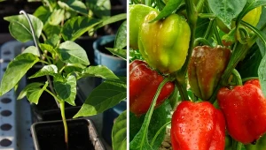 Jak przygotować ziemię do upraw warzyw w donicach? Wystarczy zmieszać kilka składników, aby uzyskać wartościowe podłoże np. dla papryki. Wyrośnie duża i soczysta. Fot. Barbara/DLeonis/CanvaPro