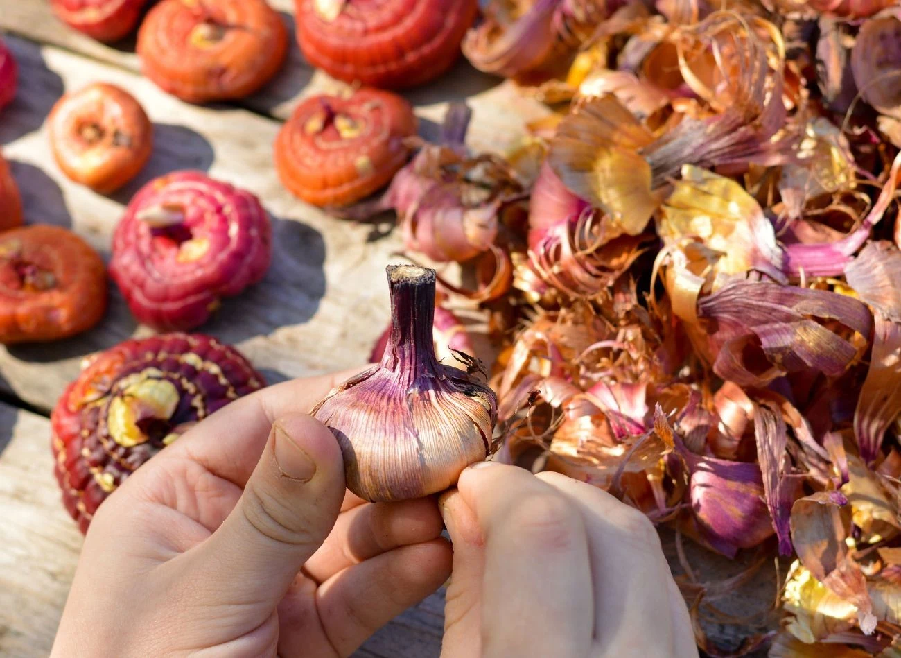 Zanim wsadzimy cebulki mieczyków do ziemi, trzeb je dokładnie obejrzeć, czy nie są chore lub uszkodozne