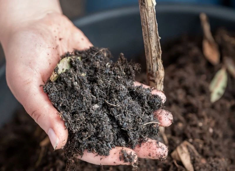Stara ziemia po uprawach nie jest zła, możesz wykorzystać ją ponownie, tylko pamiętaj, aby solidnie ją odżywić