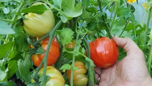 Stosuj domowy nawóz z cynamonem do pomidorów co 2-3 tygodnie, by latem krzaczki obrodziły.