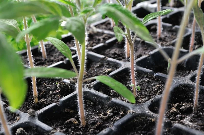 Nawożąc sadzonki pomidorów, trzeba zachować ostrożność