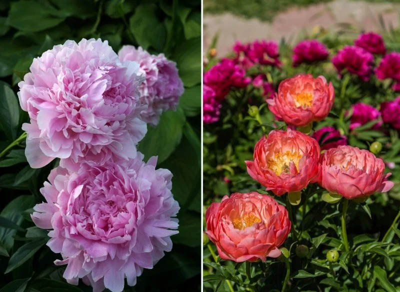 Te odmiany piwonii zachwycą każdego miłośnika roślin