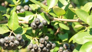 Kwiecień, to najlepszy czas na przycięcie aronii. Daje to gwarancję obfitego owocowania.