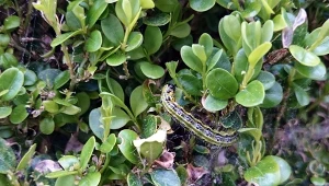 Na jakich krzewach żeruje ćma bukszpanowa? W Polsce zagraża ona wyłącznie bukszpanom, jednak rozmnaża się szybko, zimujących larw nie widać, a na wiosnę gromadnie zniszczy nawet cały żywopłot i to w kilka tygodni.