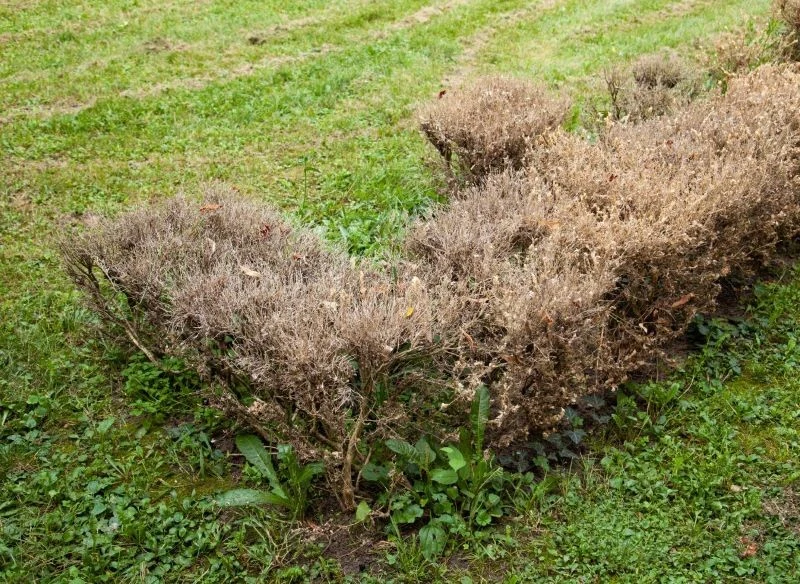 Skutki żerowania ćmy bukszpanowej potrafią być naprawdę opłakane – ta średniej wielkości gąsienica jest w stanie, żerując gromadnie, doprowadzić do...