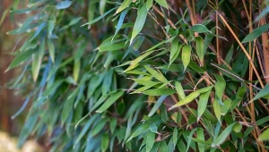 Szukasz rośliny idealnej na żywopłot? Nieinwazyjny bambus sprawdzi się najlepiej.