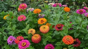 Jak siać cynie, aby mieć mnóstwo kolorowych kwiatów?