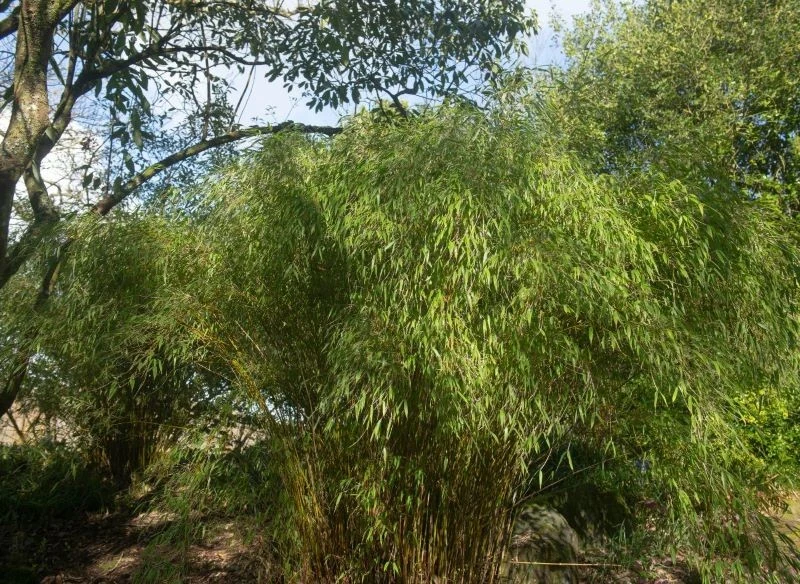 W ogrodach fargezje dorastają zazwyczaj do 2-3 m, w naturze są wyższe