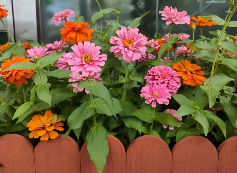 Cynie doskonale pasują do rustykalnych i naturalistycznych ogrodów