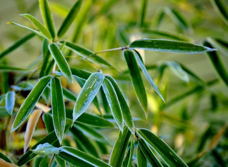 Dostępne są gatunki fargezji, które są odporne na mróz