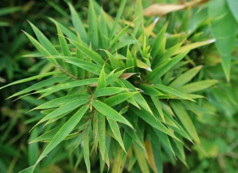 Fargezja jest prosta w uprawie