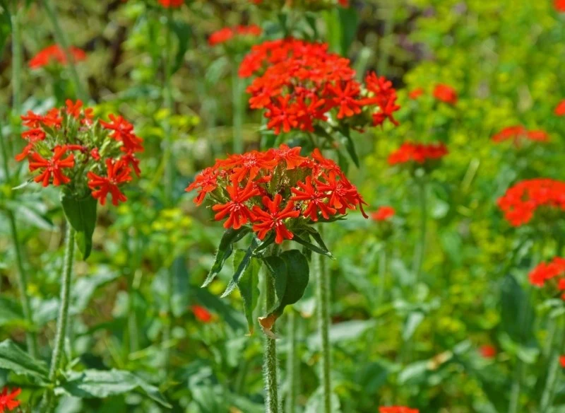 Firletka chalcedońska to bylina mało wymagająca