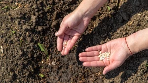 Ogrodnik podpowiada, kiedy najlepiej posiać ogórki, aby były plony były bogate i dorodne.