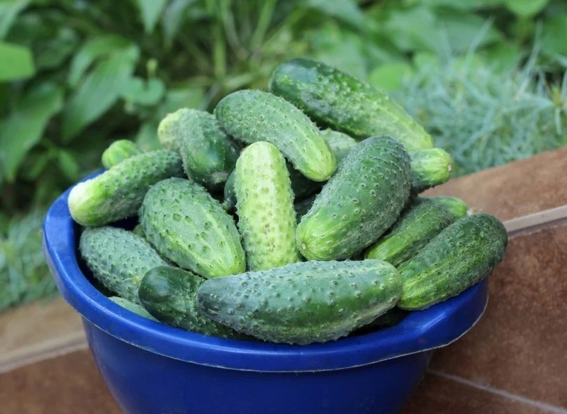 Właściwy termin sadzenia ogórków decyduje o sukcesie uprawy