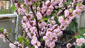 Jakie krzewy na balkon wybrać? Najlepiej te, które nie wymagają wiele pracy, a zasadzone obok siebie, kwitną kaskadowo od wiosny aż do późnej jesieni./deccoria.pl