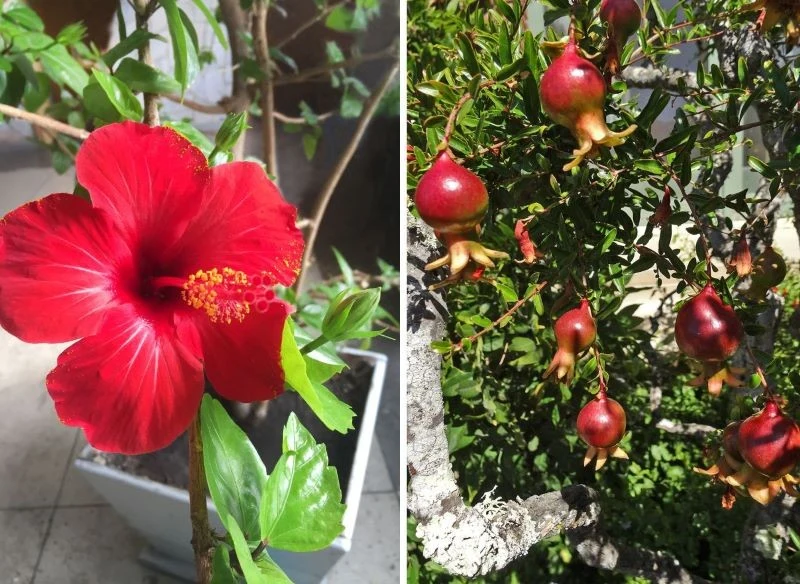 Niektóre krzewy dają piękne kwiaty już w pierwszym roku po posadzeniu, inne potrzebują czasu