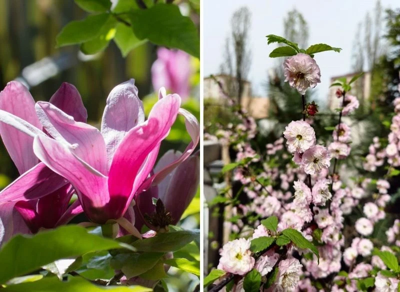 Balkon skąpany w rozmaitych odcieniach różu będzie urokliwym miejscem odpoczynku – dosadź do donic kilka okazów krzewów kwitnących w innych barwach...