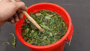 Oprysk na ślimaki z zielonych odpadów możesz zrobić samodzielnie, wykorzystując to, co i tak byś wyrzucił.