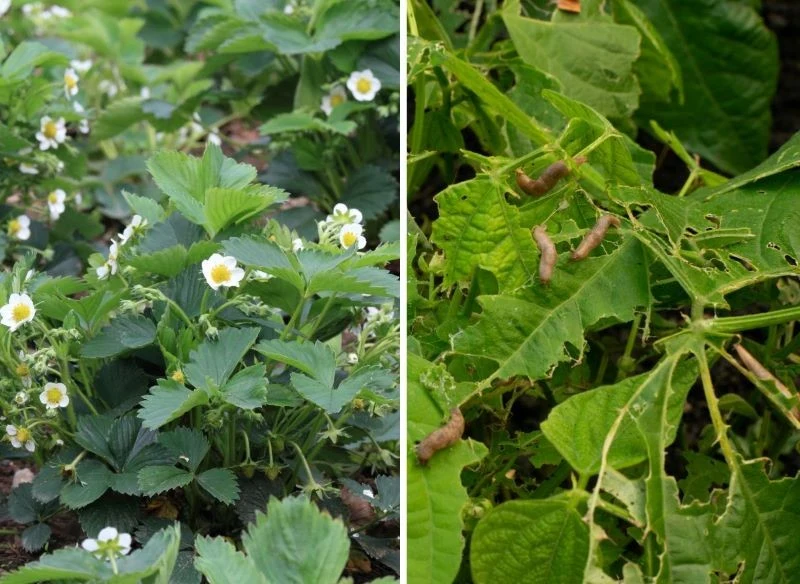 Najgorsze dla twoich roślin są ślimaki bez skorupek