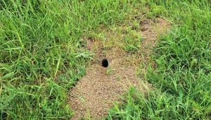 Nornice niszczą twój trawnik i grządki w ogrodzie? Sprawdź, jak błyskawicznie wypłoszyć te szkodniki.