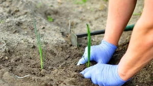 Jak sadzić pory? Warzywa urosną duże, grube i będą miały więcej białej części