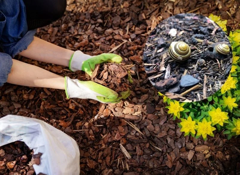 Dobrą opcją, która ma na celu zabezpieczenie grządek i rabatek przed ślimakami, jest ściółkowanie podłoża