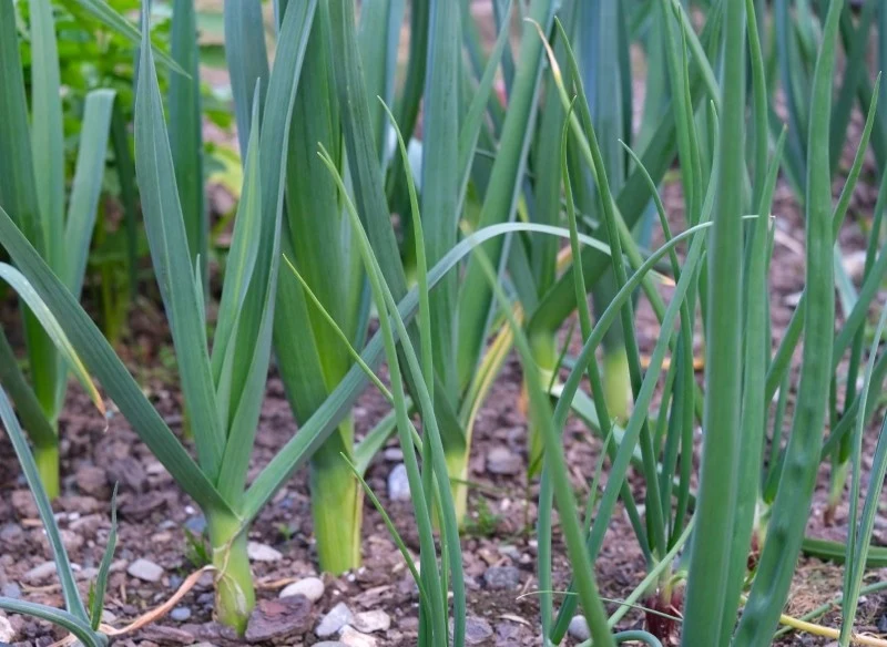 Pod uprawę pora należy przeznaczyć stanowisko słoneczne