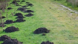 Ziemia z kretowiska to naturalny skarb o wielu zastosowaniach.