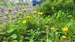 Jakie chwasty występują w ogrodzie? Do najbardziej popularnych zaliczany jest mniszek lekarski. Trudno go wyplewić, ale są na niego sposoby./deccoria.pl