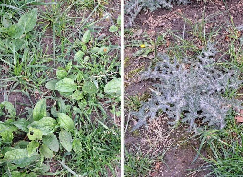 W ogrodzie napotkamy różne gatunki chwastów