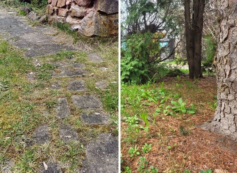 Chwasty i mech wyrastają w różnych miejscach w ogrodzie: pod płotem, przy drzewach, pomiędzy płytami ścieżek