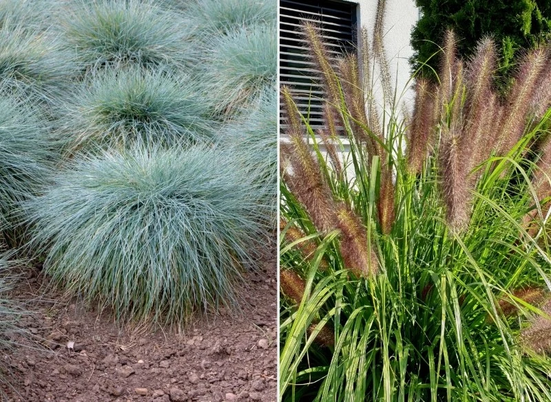 trawy ozdobne do ogrodu 