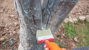 Smarowanie kory drzew owocowych lepem w płynie ma wielu zwolenników.