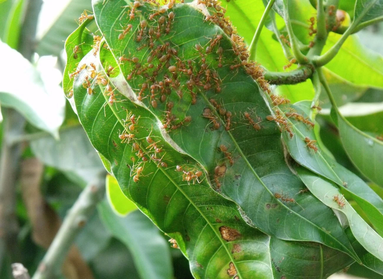 To mrówki przenoszą mszyce na drzewa i krzewy owocowe