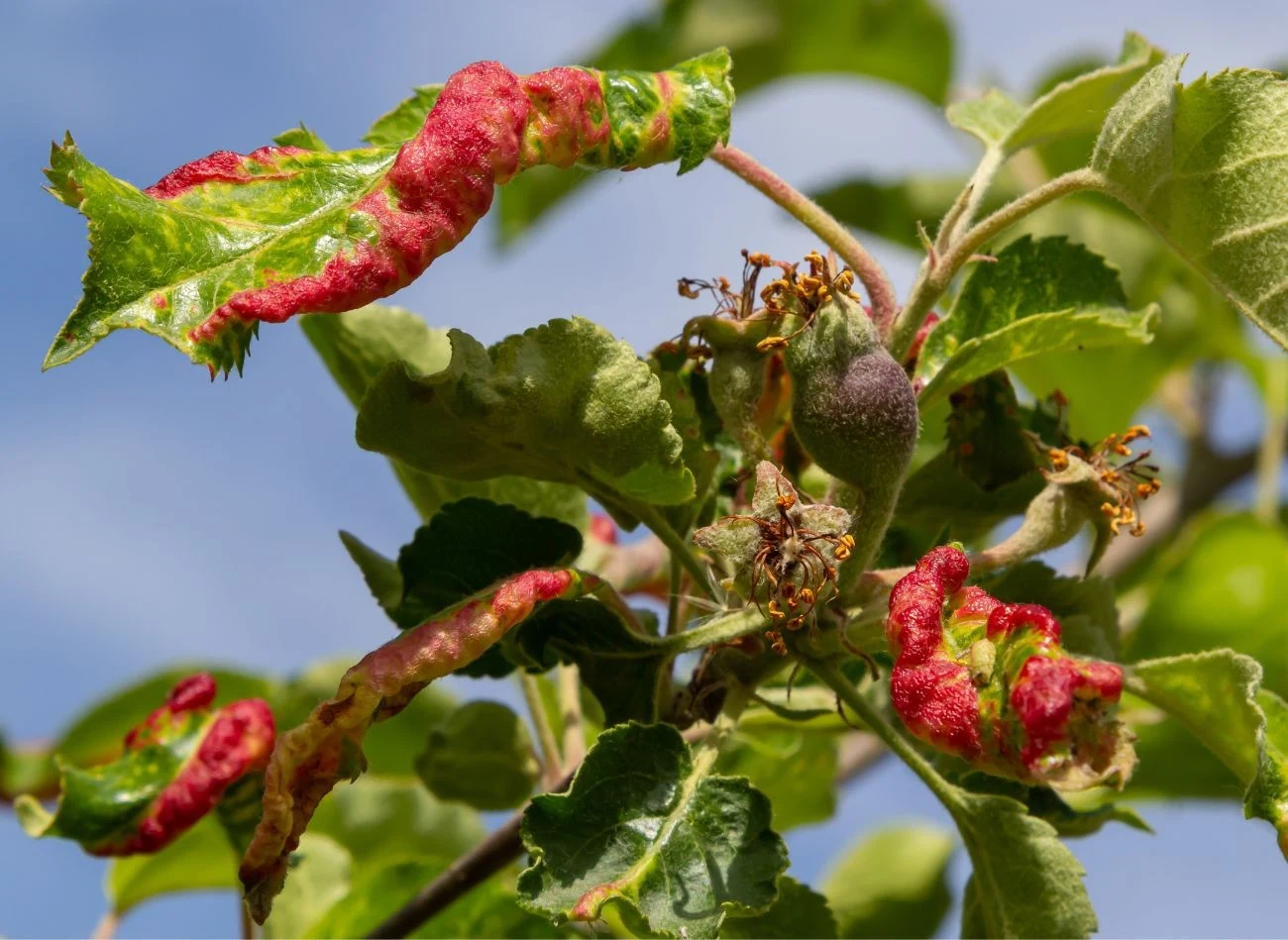 Skutki obecności mszyc na drzewa owocowych sa widoczne gołym okiem