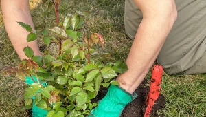 Przesadzanie róż nie należy do trudnych czynności, wystarczy tylko stosować się do kilku wskazówek.