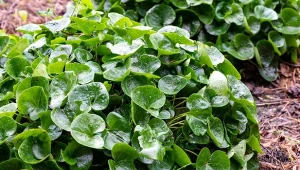 Jak uprawiać kopytnik pospolity? Roślina nie ma specjalnych wymagań, wystarczy jej żyzna, wilgotna ziemia i wypuści długie kłącza, okrywając ogród.