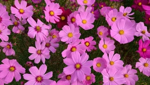 Sprawdź, jak przyspieszyć kwitnienie kosmosów nawet o kilka tygodni.