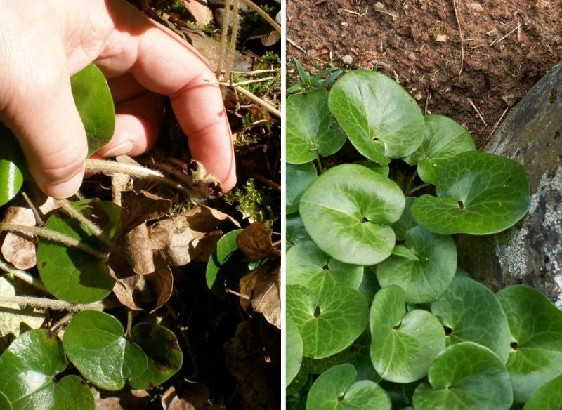 Liście kopytnika już same w sobie są efektowną dekoracją ogrodu, a drobniutkie kwiaty tylko dodają mu uroku