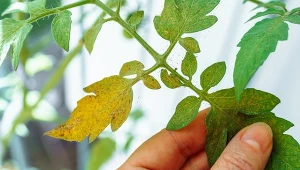 Sprawdź, dlaczego sadzonki pomidorów żółkną i jak temu zaradzić.