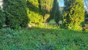 Wiosna to okres, kiedy w trawie pojawia się dużo chwastów i mchu. Jak je skutecznie zlikwidować?/Deccoria.pl