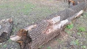 Czy na wycięcie suchego drzewa trzeba mieć pozwolenie? Warto dokładnie sprawdzić, co mówią przepisy i kiedy nie potrzebujemy zgody na usunięcie suchych gałęzi lub całego pnia drzewa./deccoria.pl