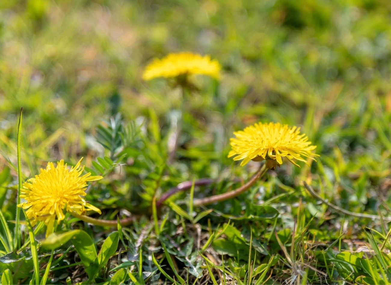 Mlecze to jedna z najbardziej uciążliwych chwastów w ogrodzie
