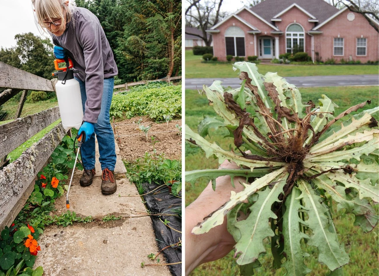 Chwasty na trawniku, w kostce brukowej na obwódkach ogrodu można zlikwidować domowym opryskiem
