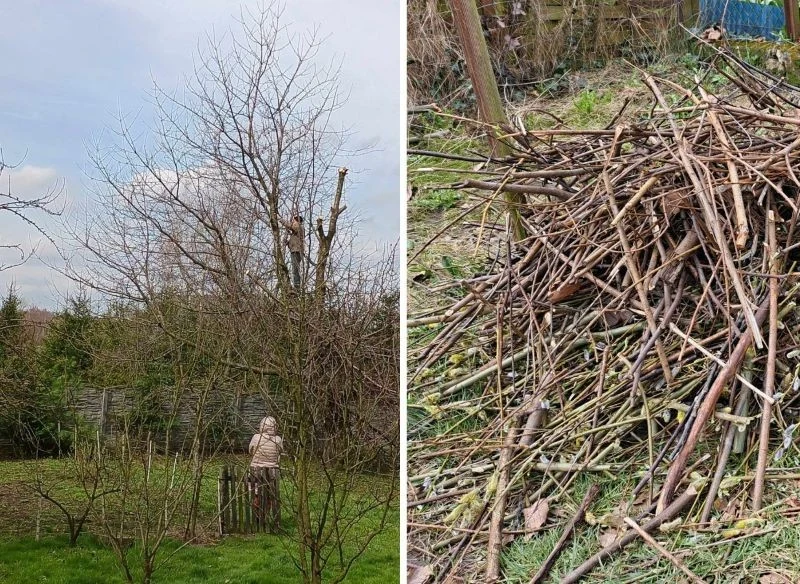 Coroczne cięcie pielęgnujące, a także cięcie redukujące koronę młodego drzewa to zabiegi powszechnie wykonywane w ogrodnictwie i wskazane z uwagi n...